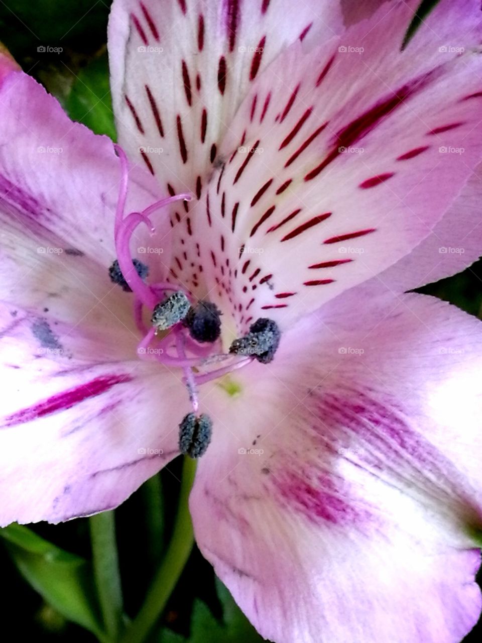 Alstroemeria