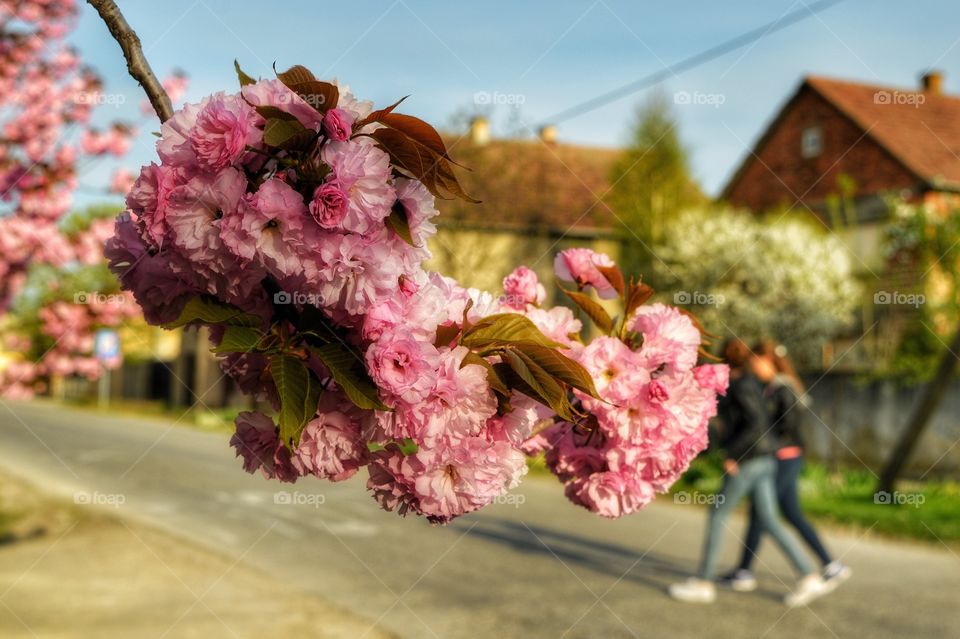 Flower, Tree, Garden, Nature, Flora