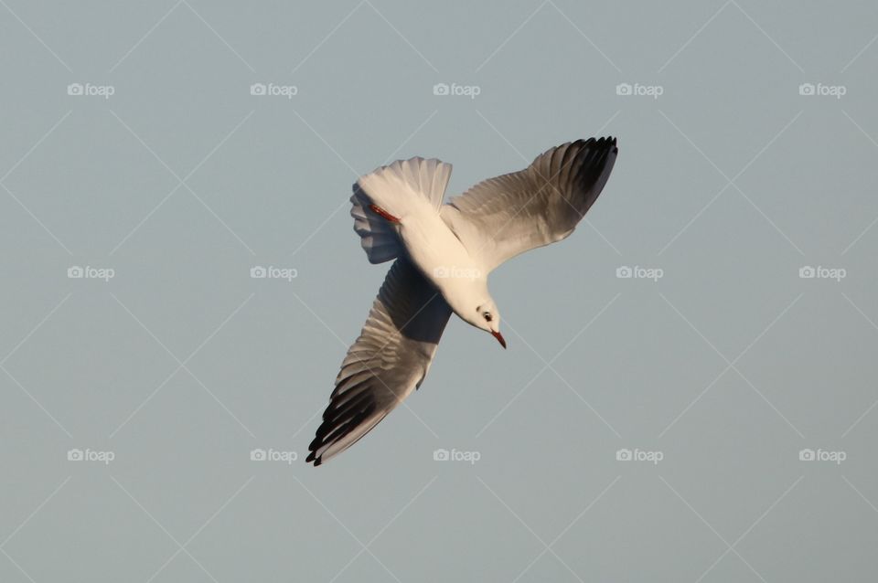 seagull flight down