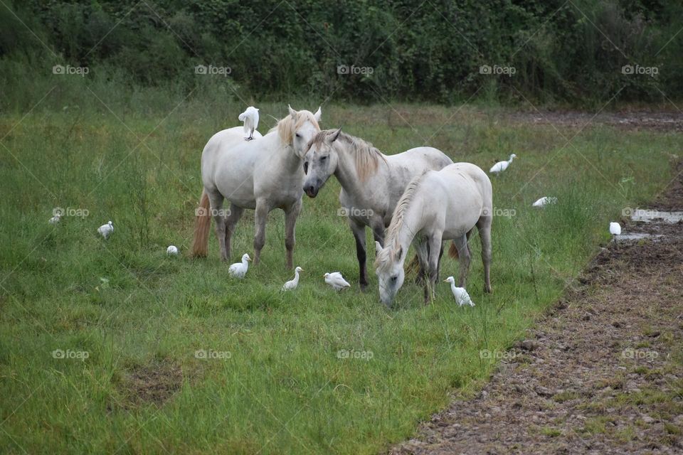 Group of horses grazing during the day
