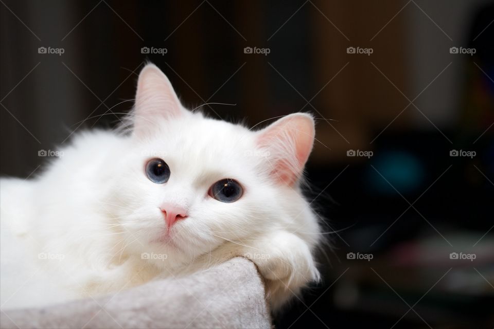 Portrait of white cat