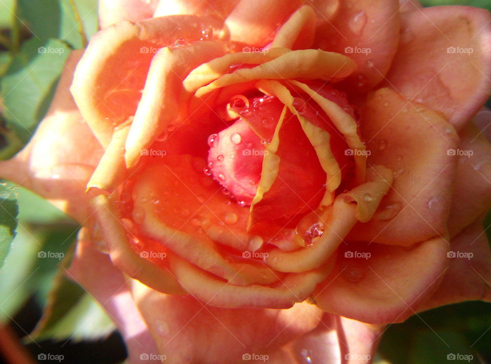 Rose, Flower, No Person, Love, Romance