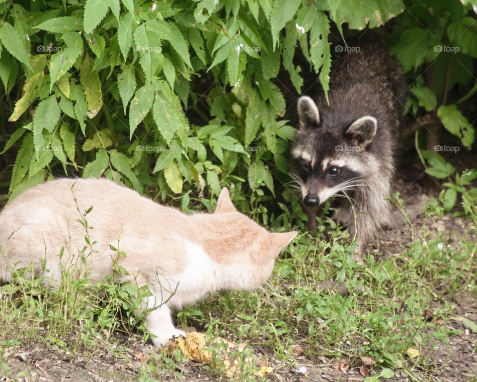 Raccoon and a stray cat looking at each other