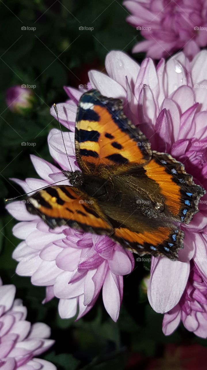 Butterfly on pink flower