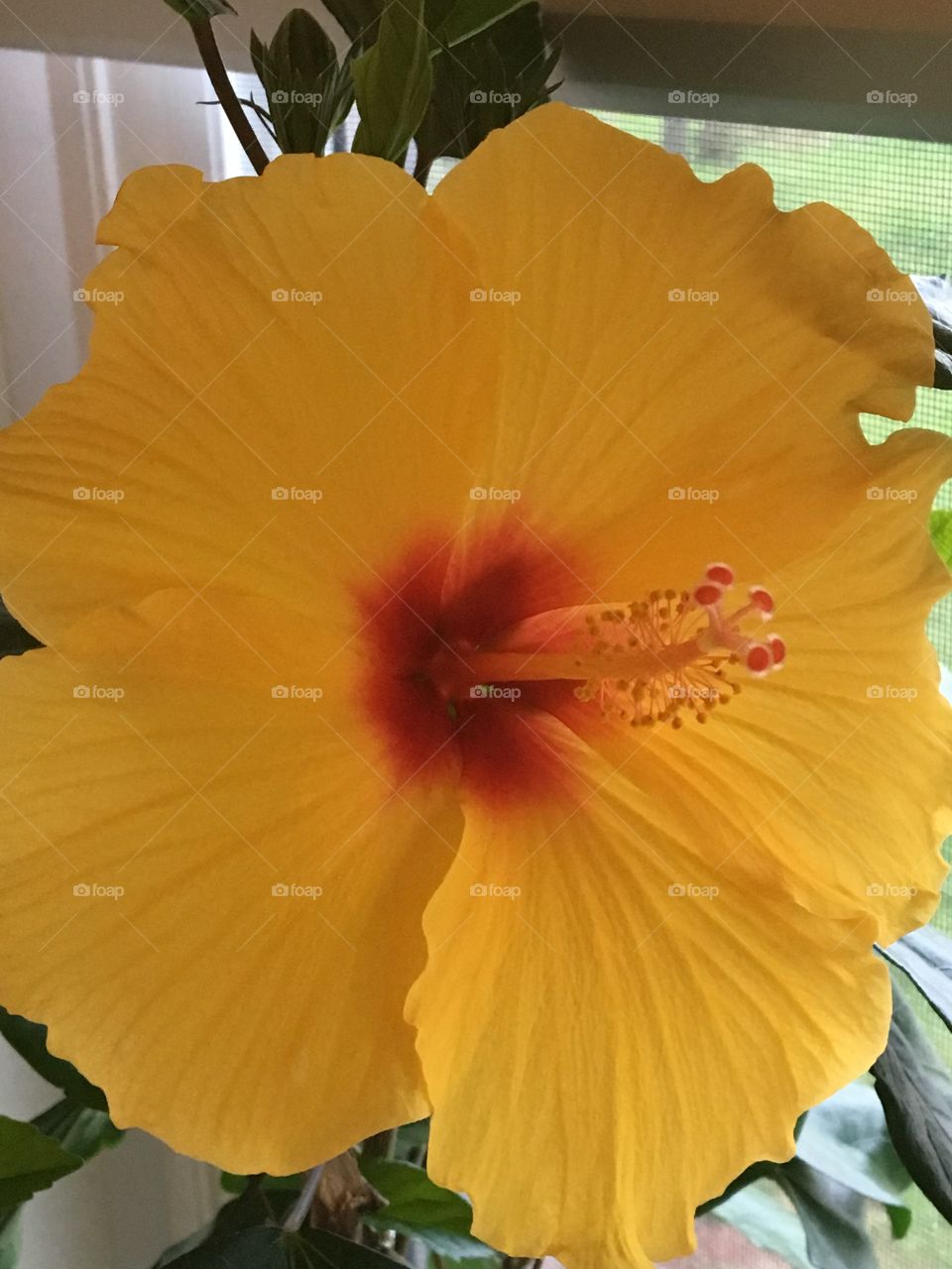Yellow Hibiscus Bloom 