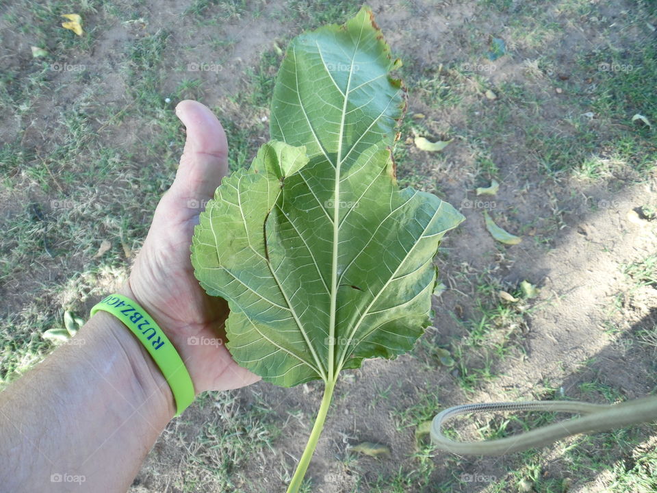 huge tree leaf 🍃. This leaf blew into my life. 👣 🚶 🏃 🔥 💨