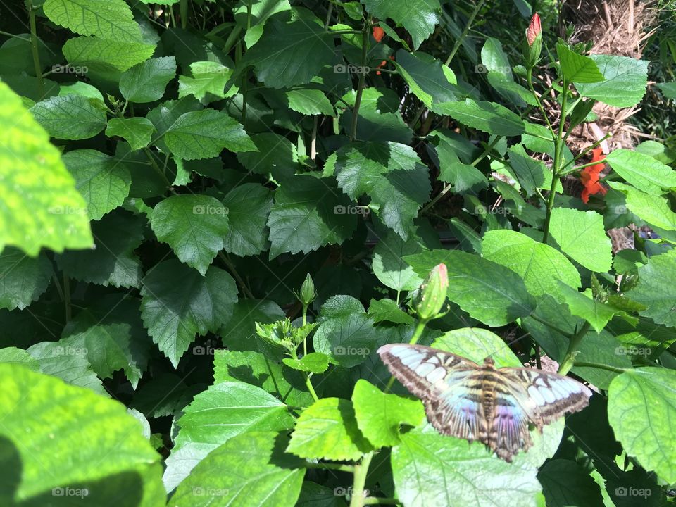 Butterfly and Foliage Background.