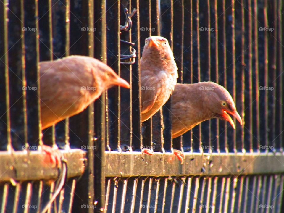Jungle babbler bird or (Turdoides striata) or beautiful seven sisters or angry bird