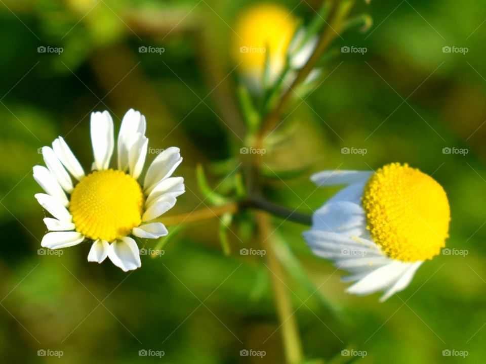 up and down petal flowers