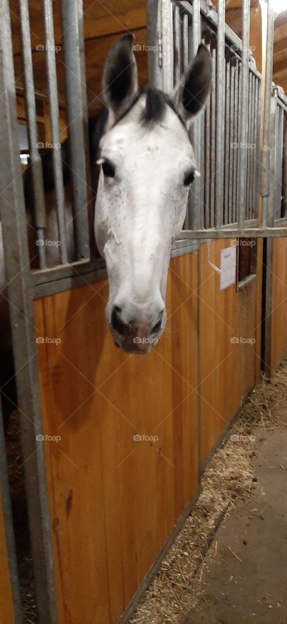 white horse head in the box in stable