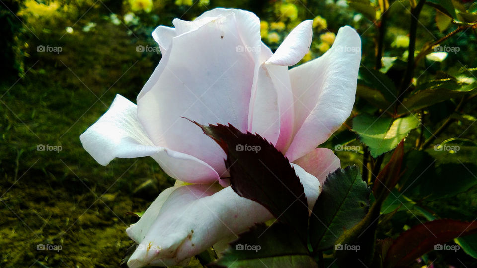 Beautiful purple and white color rose flower with natural background