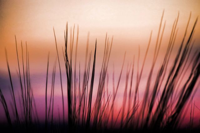 Gräser im Sonnenuntergang