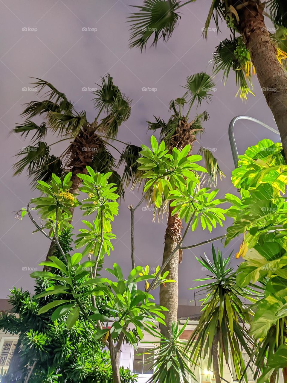 plants and night view