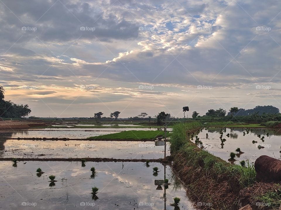 Ricefield on prepare