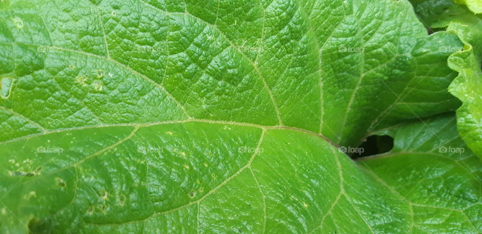 A green new leaf..