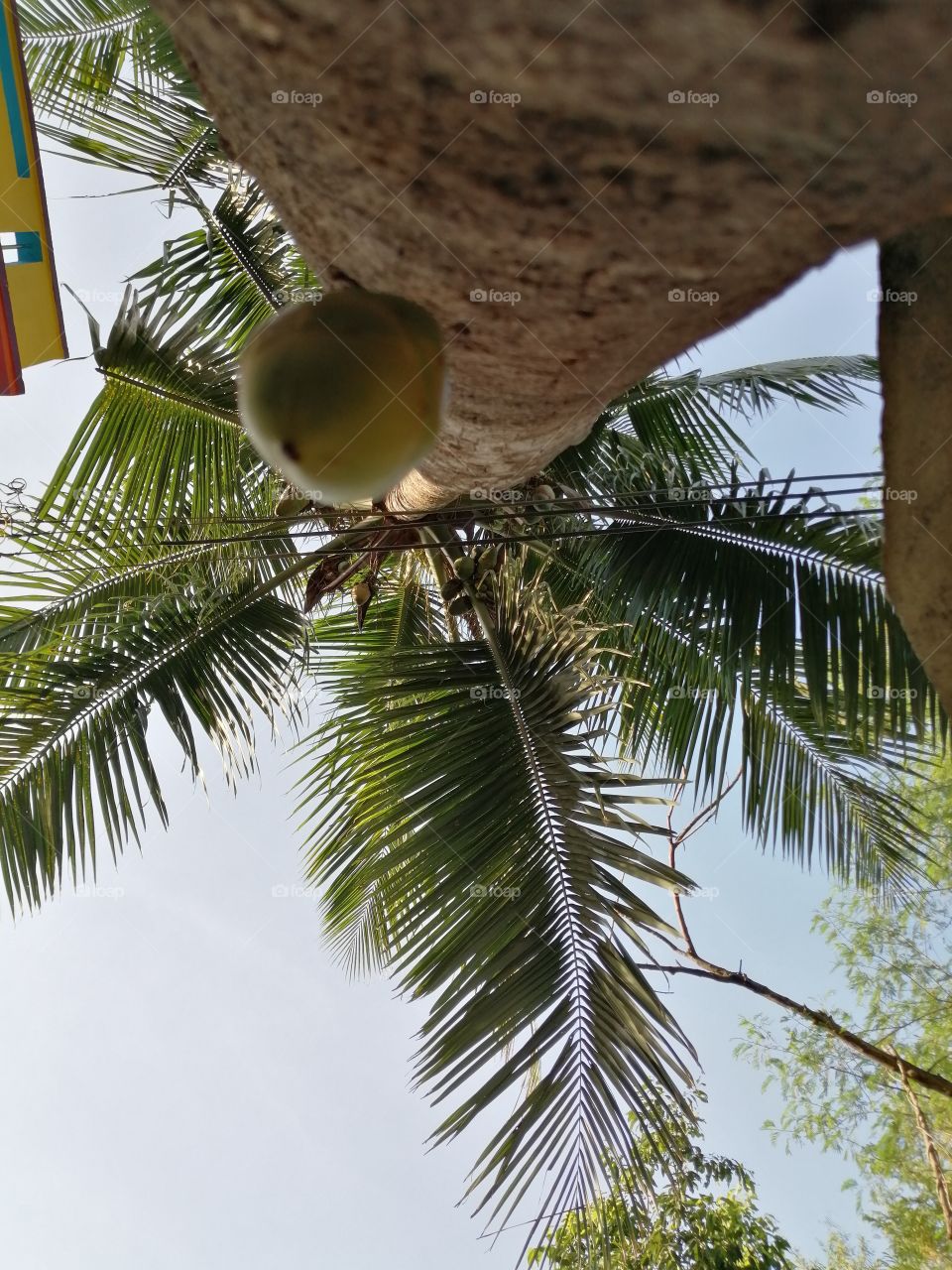 Coconut from the tree