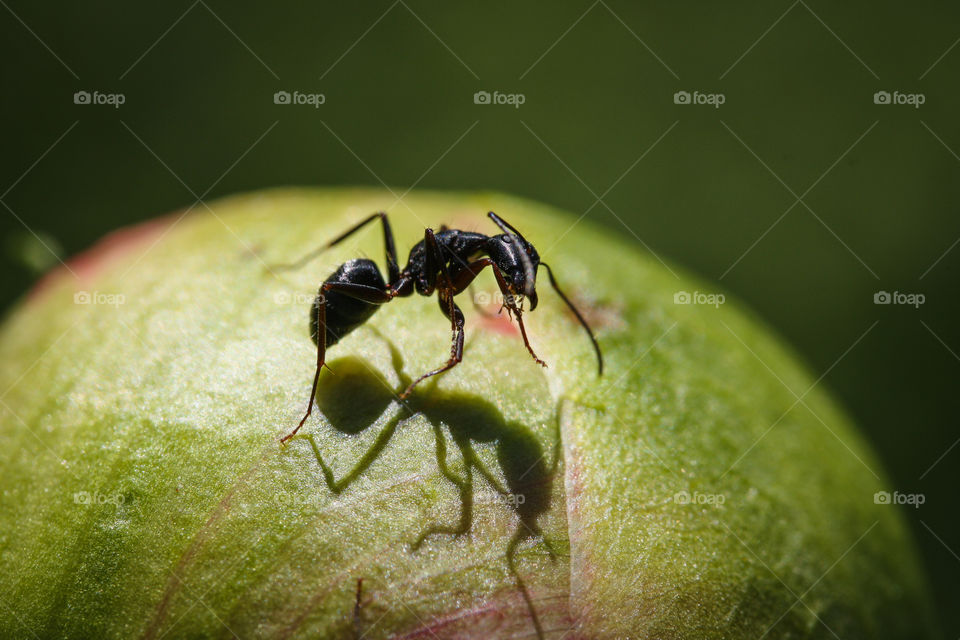 Ant and it's shadow