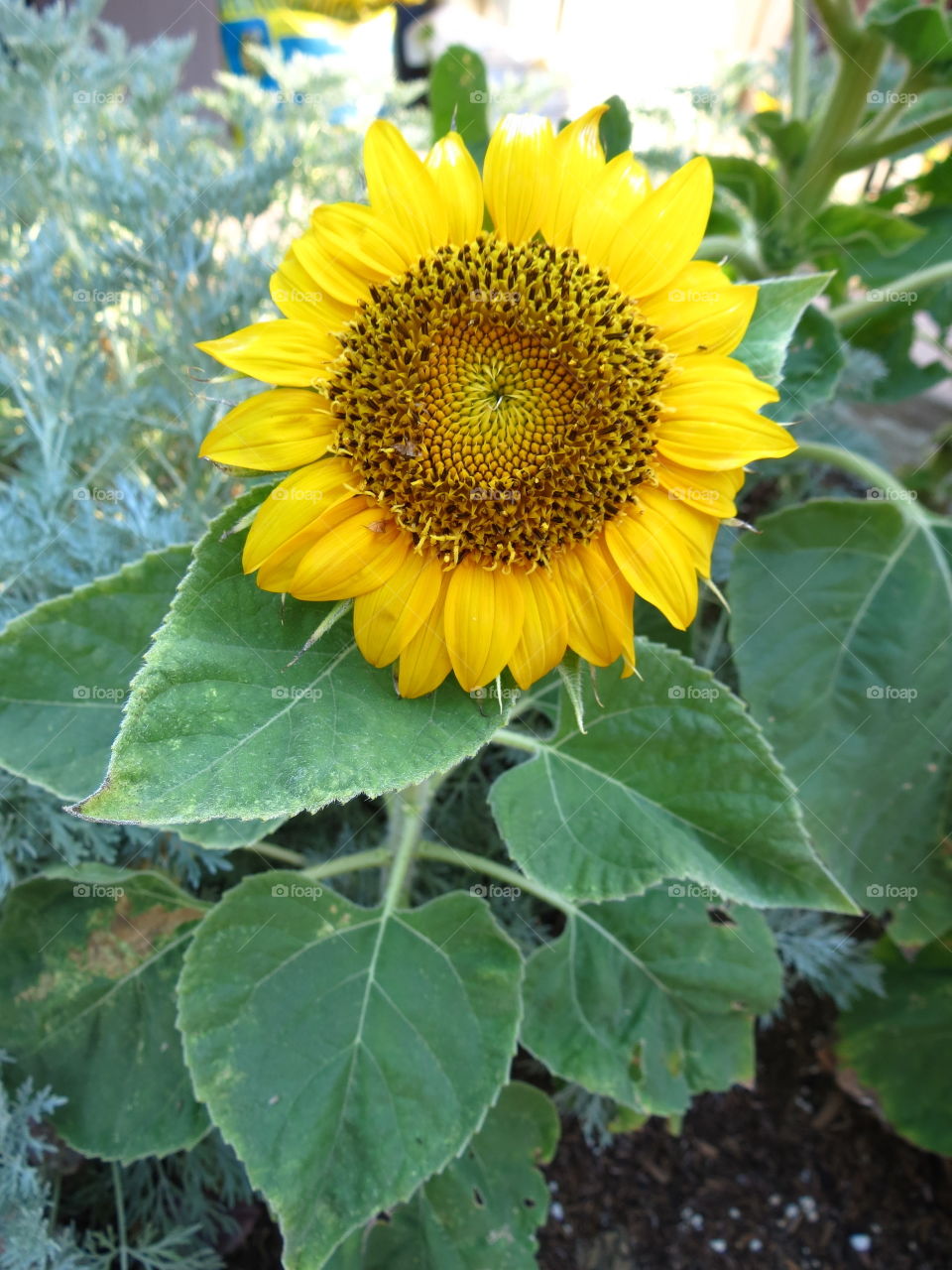 Sunflower 