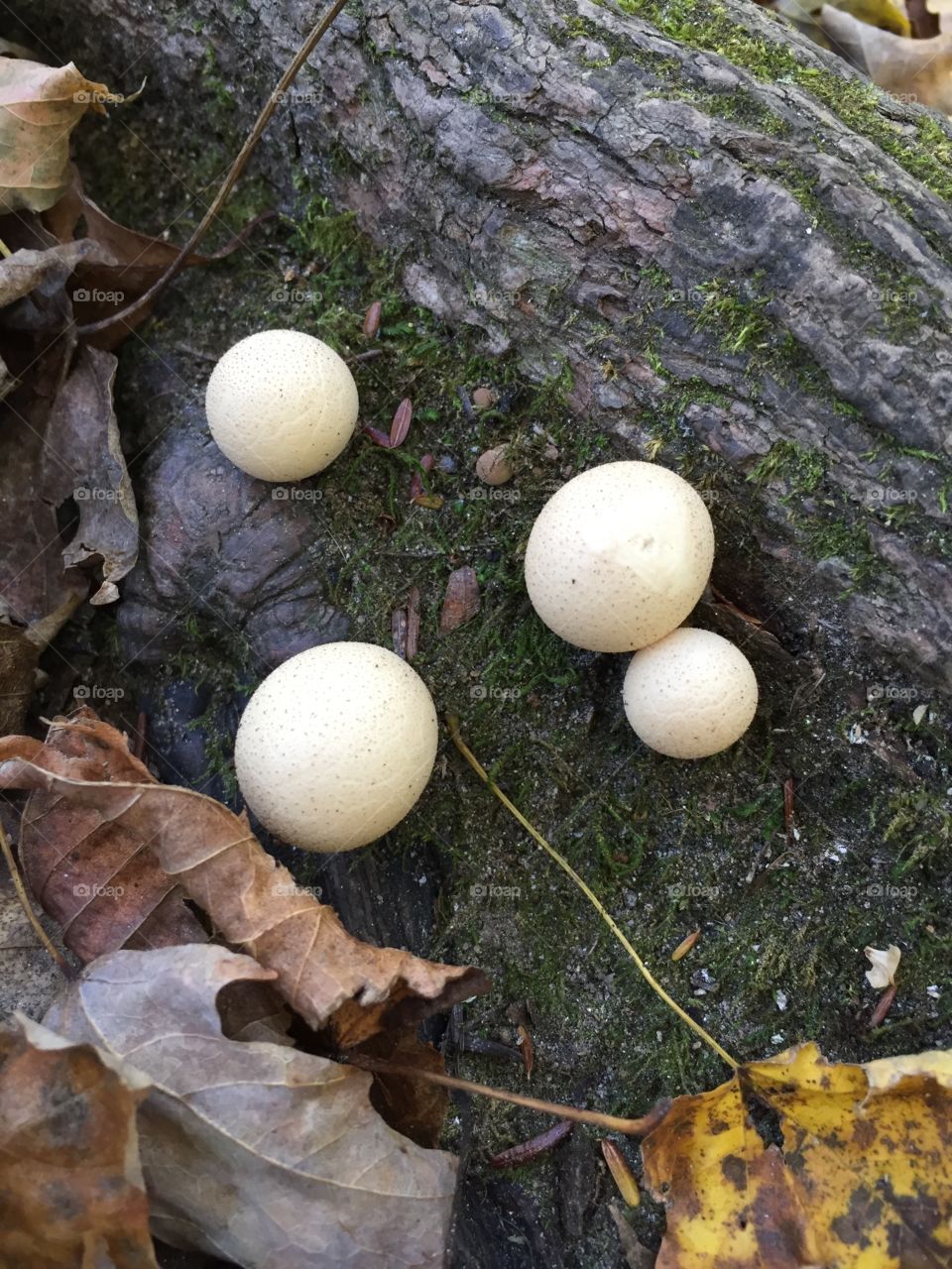 Strange gum ball shaped mushrooms 
