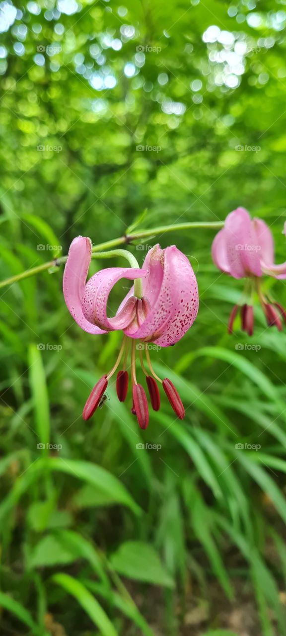 Lilium Martagon L.