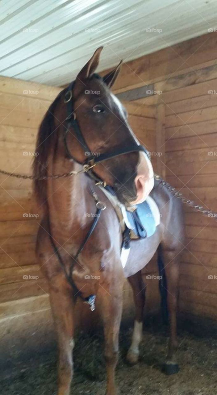 American Saddlebred Horse Herbie