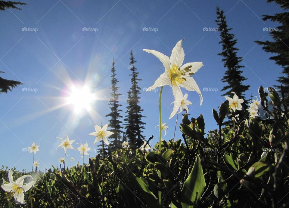 mountain side flowers and trees in sunlight
