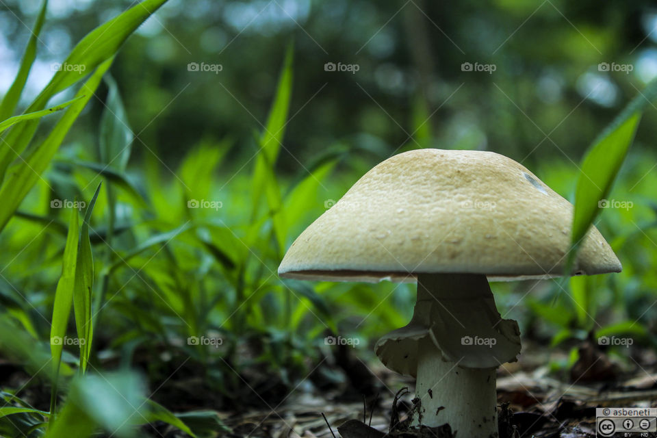 Mushroom world