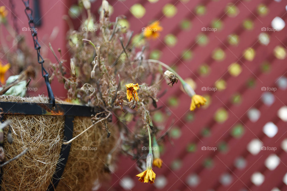 Dying summer flowers in a hanging basket as the season transitions to autumn