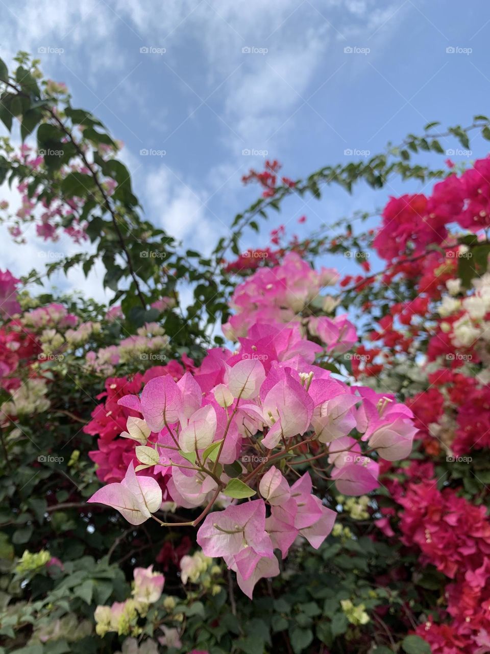 Flower and sky