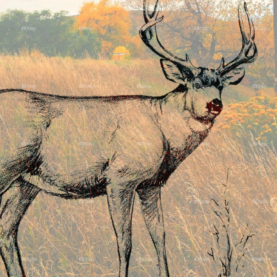 Nature, Tree, Illustration, Wildlife, Animal