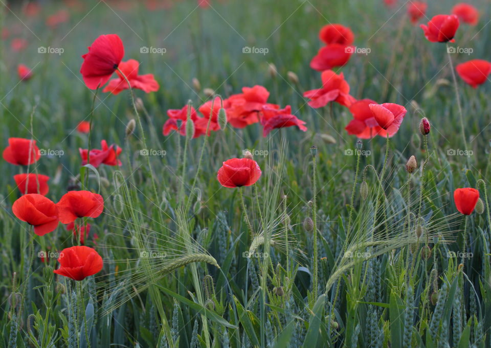 Red Poppies Close-Up