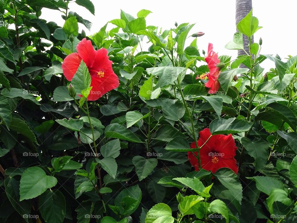 Garden flowers