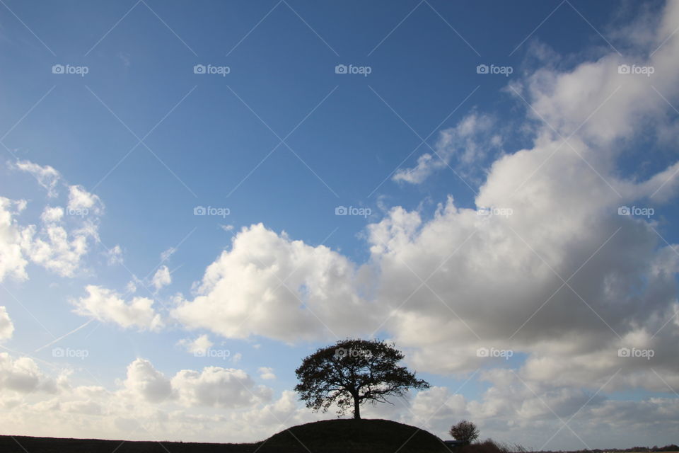 Lonely Tree