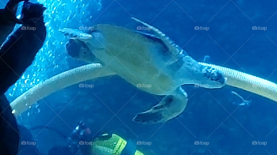 Sea turtle