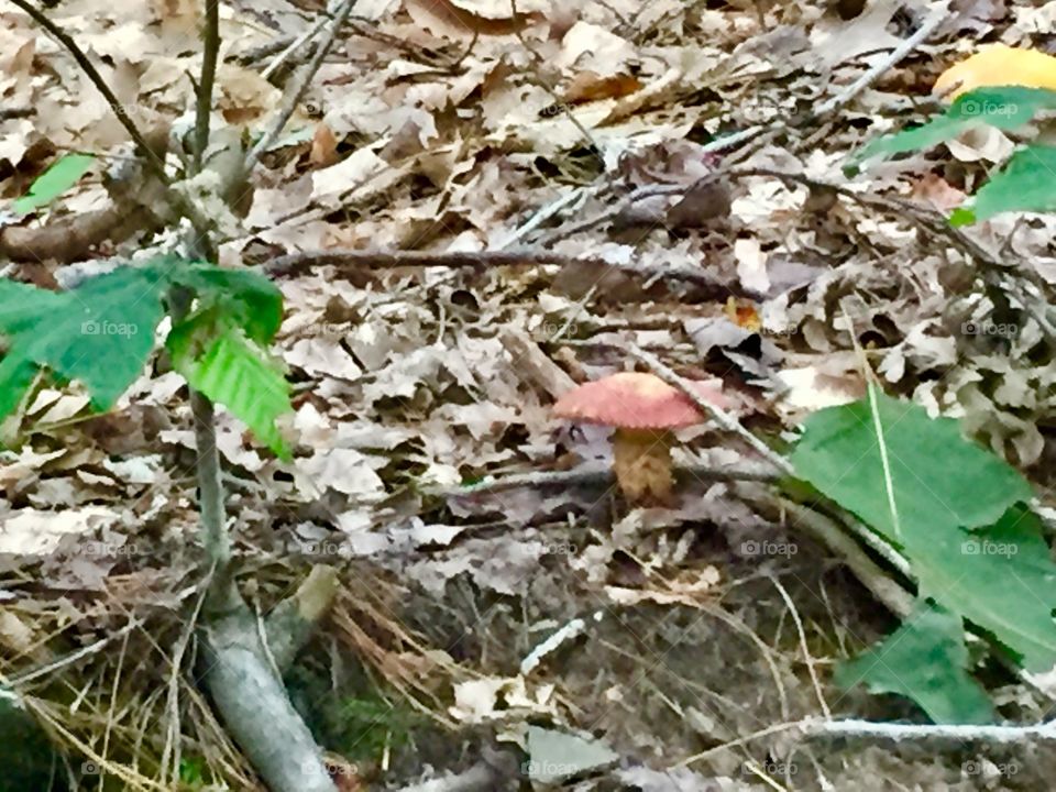 Fairyland Mushroom 
Forest floor
Pennsylvania 