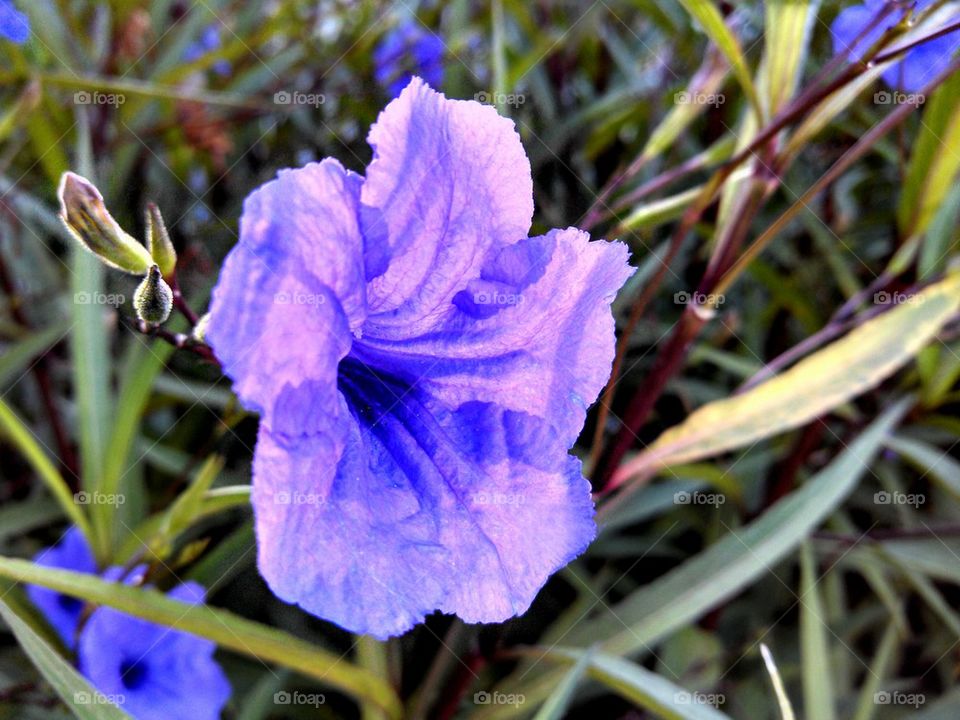 Flower of purple