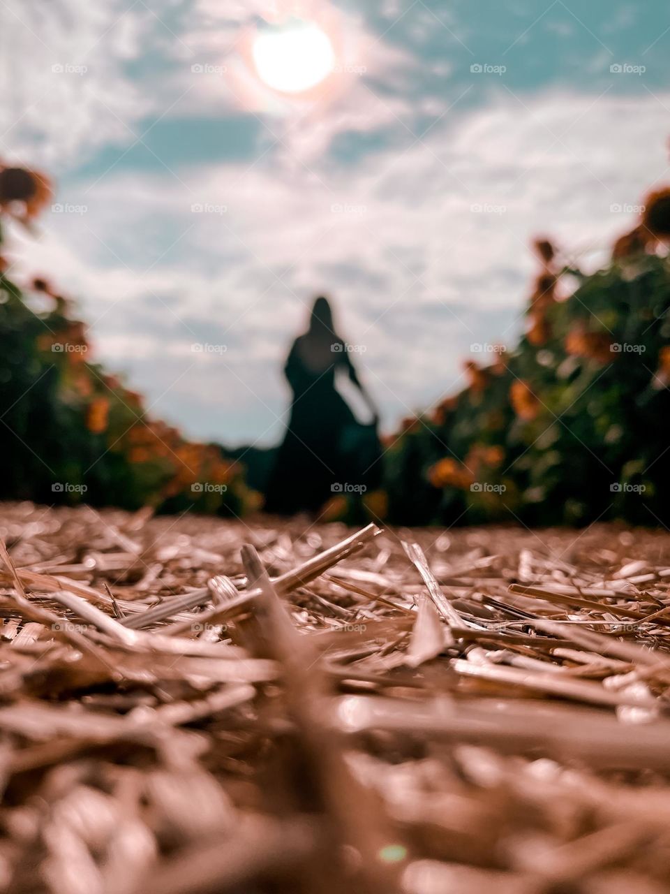 Sunflower Farm POV