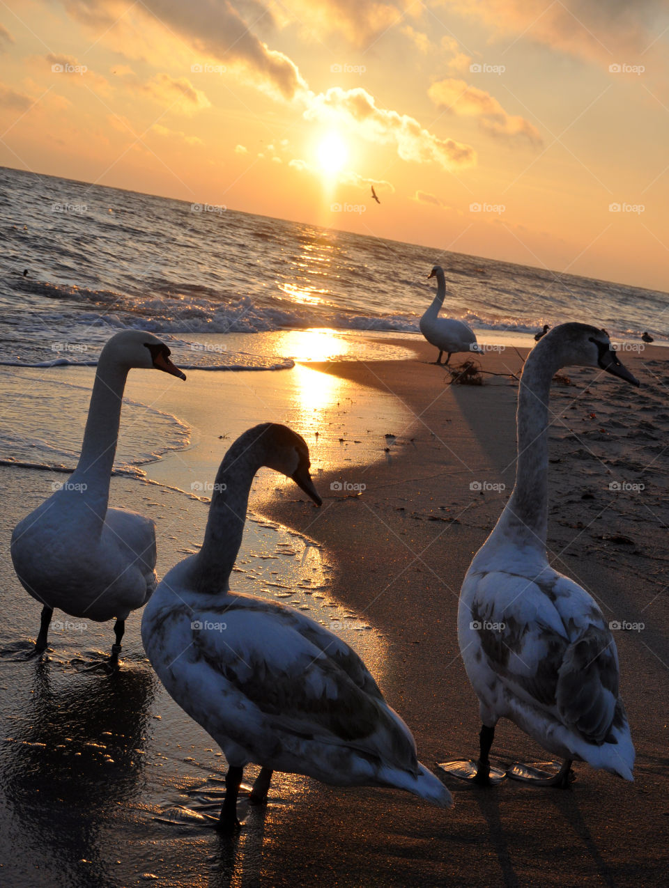 Bird, Water, Sunset, No Person, Seagulls