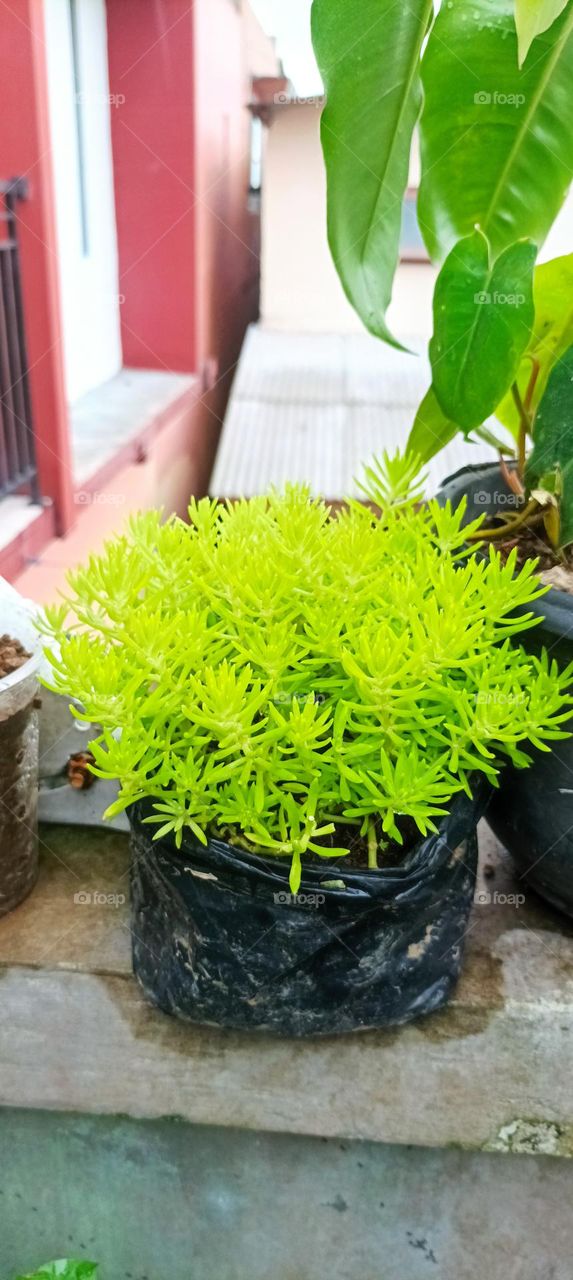 sedum lineare is beautiful