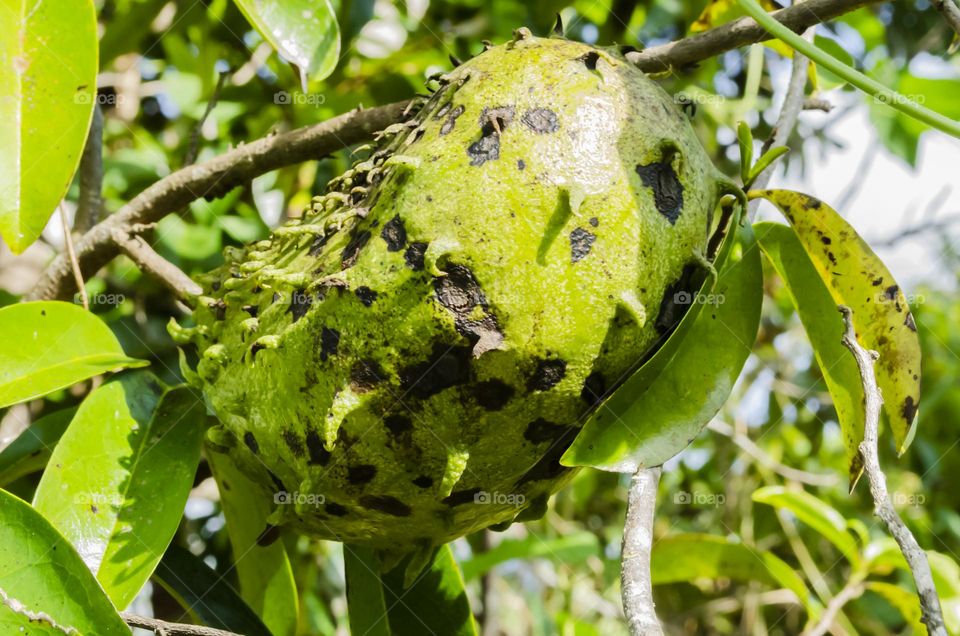 Soursop On Tree