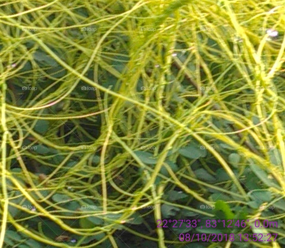 This is a very beautiful light green slopes.without leafs.