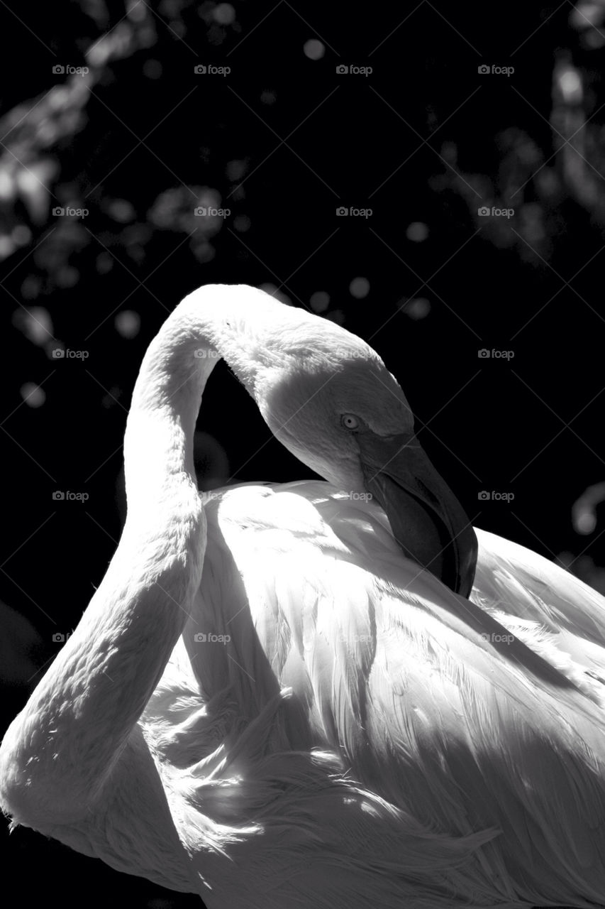 pink white black bird by mmcook