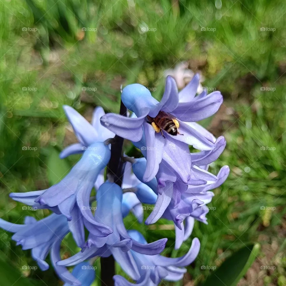 Bee in a flower