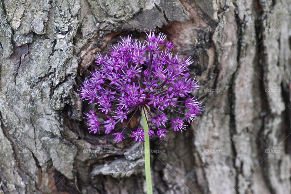 Purple flower