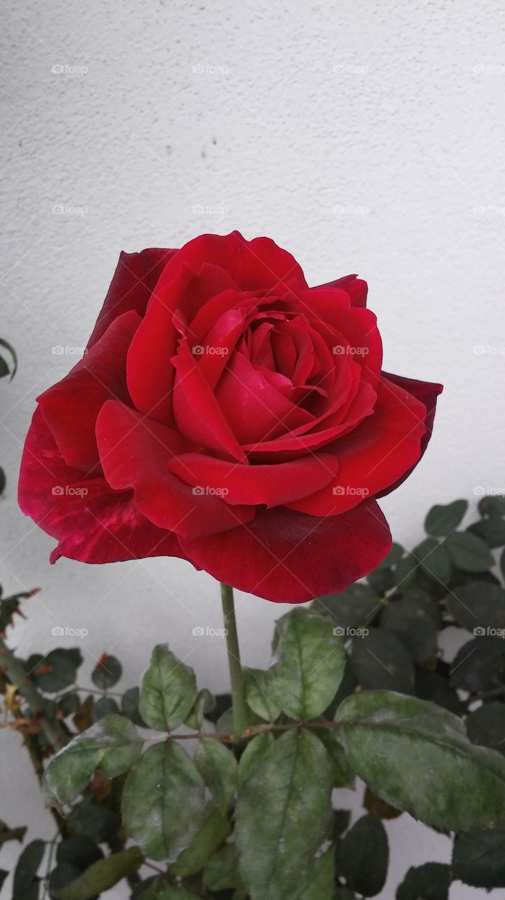 red velvet rose