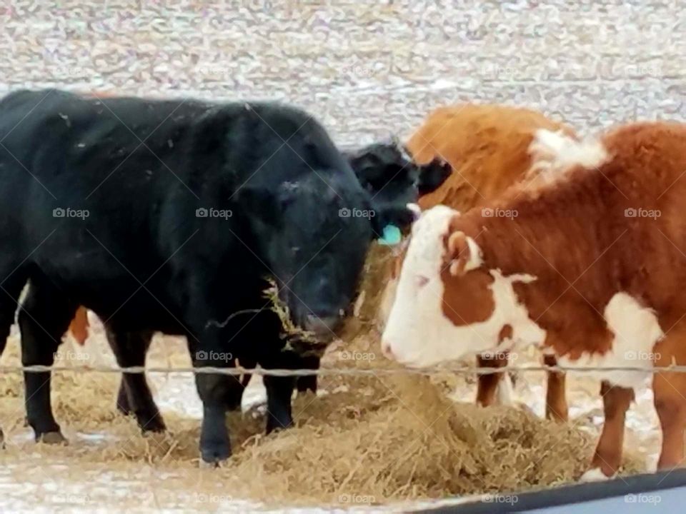 the cattle are enjoying their lunch on this cold day