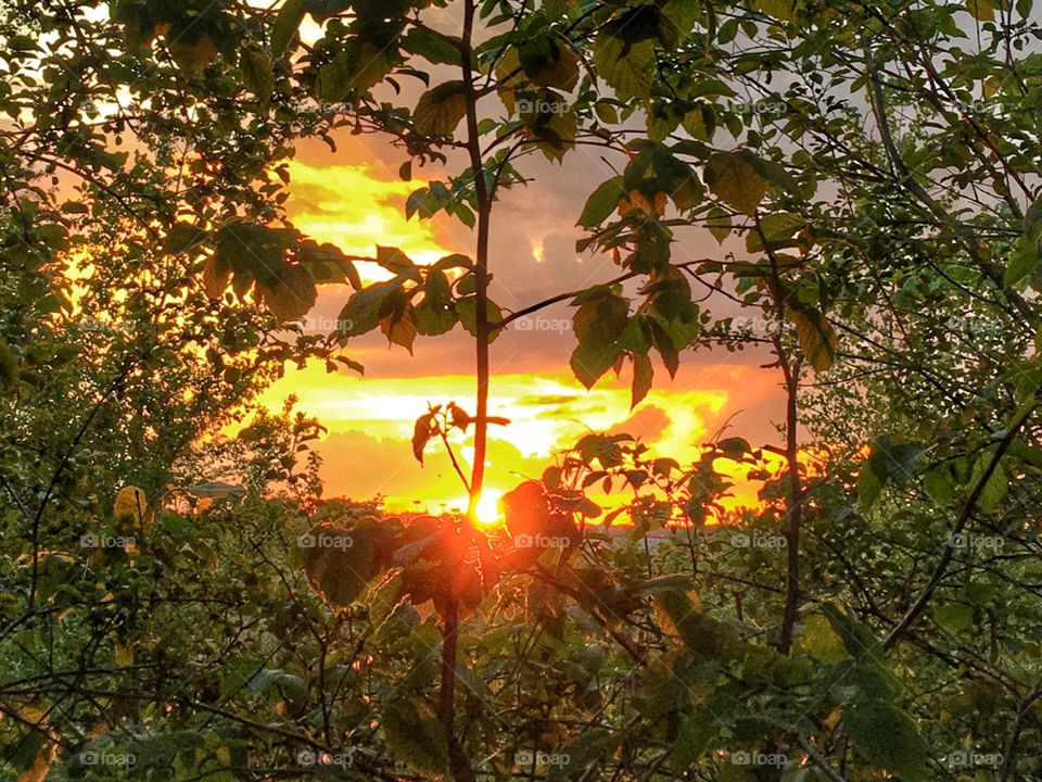 Sunset in the backyard 