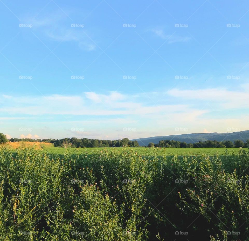Fields in Upstate NY 