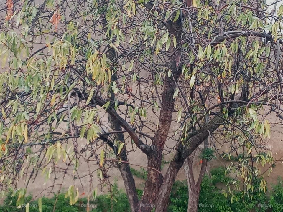 Almond tree in winter