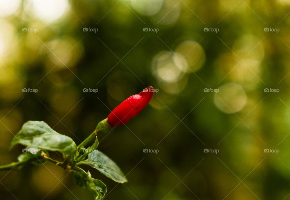 red hot birds eye chilli with bokeh light